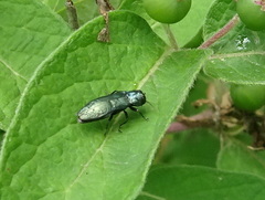 Agrilus cyanescens