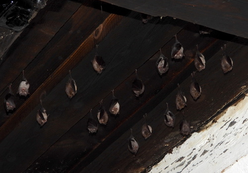 Lesser Horseshoe Bat, Subcarpathian, PL, photo 8 of 10