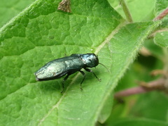 Agrilus cyanescens