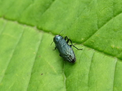 Agrilus cyanescens
