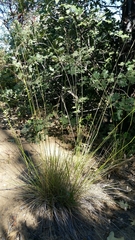 Nassella pulchra