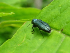 Agrilus cyanescens