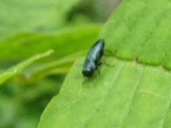 Agrilus cyanescens