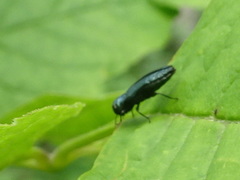 Agrilus cyanescens