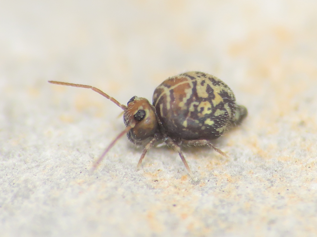 Cassagnaudiella cruciata