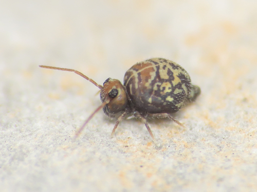 Cassagnaudiella cruciata