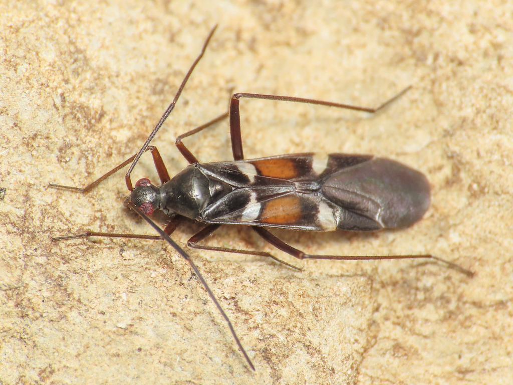 Systellonotus alpinus