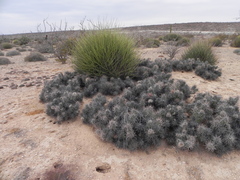 Corynopuntia invicta