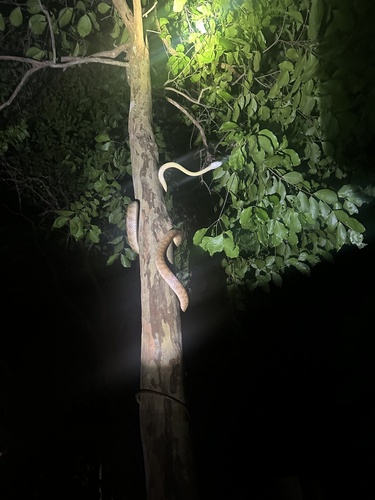 Brown Tree Snake sighting