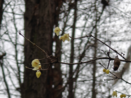 Chimonanthus praecox