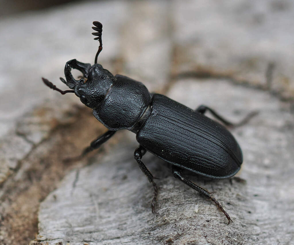 Aspen stag beetle (western)