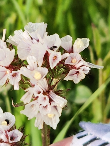 Limonium sinuatum