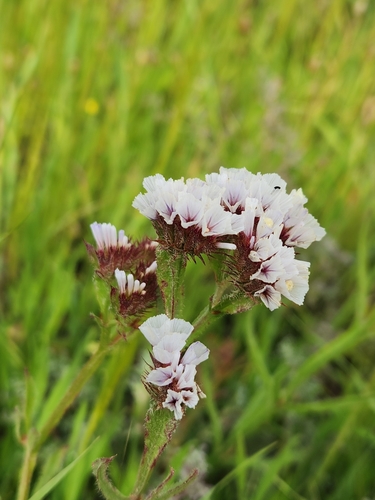 Limonium sinuatum
