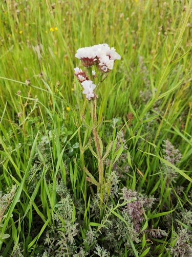 Limonium sinuatum