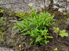 Erigeron hyssopifolius