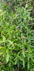 Rhagodia candolleana