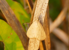 Achyra nudalis