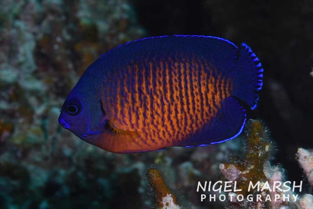 Photo of Yellowtail Angelfish (Centropyge bispinosa)