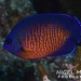 Dwarf Angelfishes - Photo (c) Nigel Marsh, some rights reserved (CC BY-NC), uploaded by Nigel Marsh