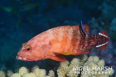 Cephalopholis urodeta