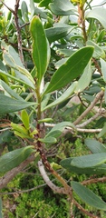 Myoporum insulare