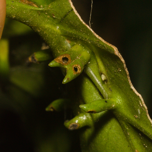 Liodiplosis cylindrica