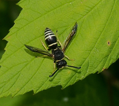 Euodynerus leucomelas