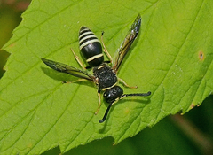 Euodynerus leucomelas