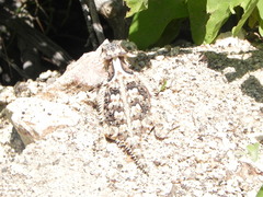 Phrynosoma coronatum