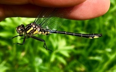 Phanogomphus quadricolor