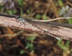 Argia immunda