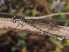 Argia immunda