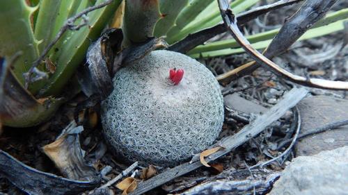 Epithelantha potosina