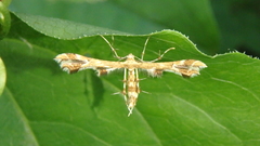Geina periscelidactylus