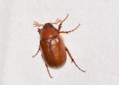 Phyllophaga crinita