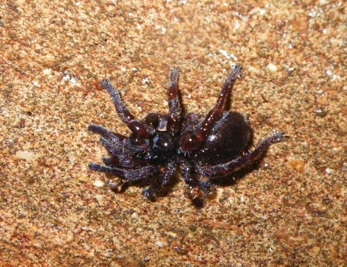 Nihoa vanuatu