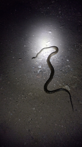 Centralian Carpet Python sighting