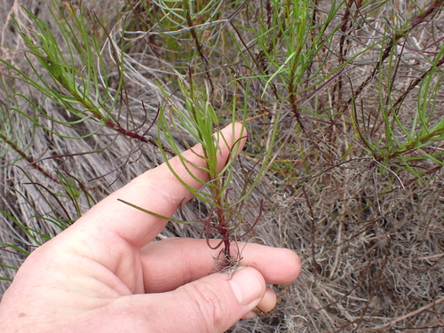 Image of Senecio umbellatus by (c) Eugene Hahndiek, some rights reserved (CC BY-SA)