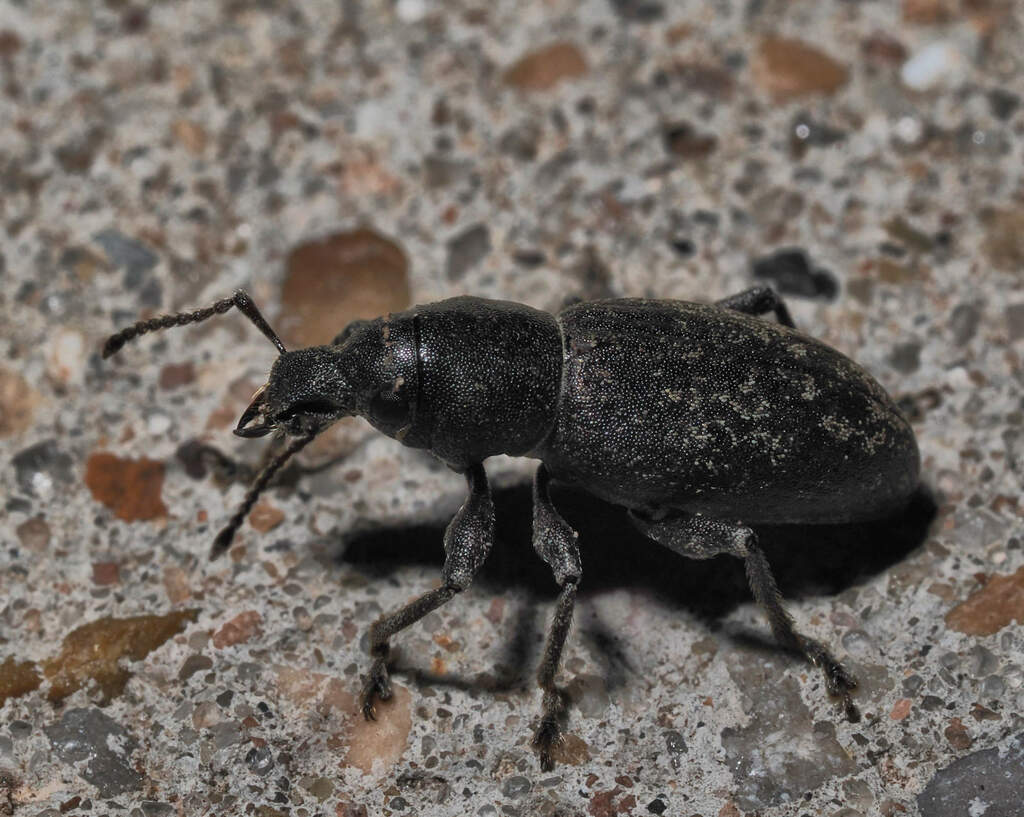 Orimodema protracta