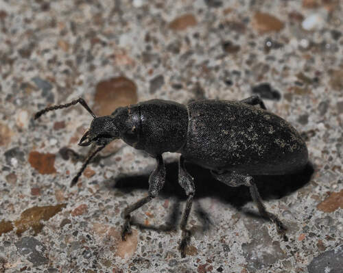 Orimodema protracta
