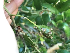 Callirhytis congregata