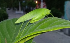 Chloroscirtus forcipatus