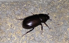 Dyscinetus laevipunctatus