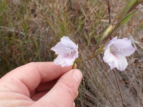 Image of Gladiolus hirsutus by (c) Eugene Hahndiek, some rights reserved (CC BY-SA)