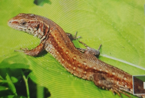Carniolan lizard, 9601 Arnoldstein, Österreich, photo 4 of 10