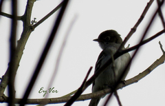Tyrannidae