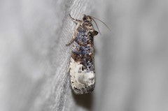 Apotomis capreana