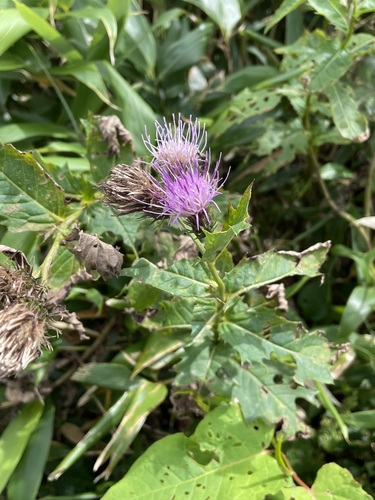 Cirsium ugoense iNat (3)