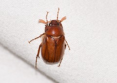 Phyllophaga crinita