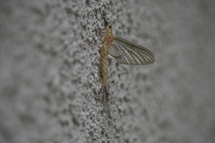 Ephemera japonica